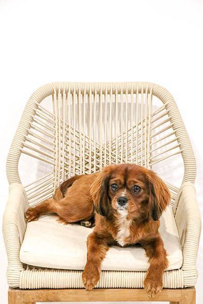 Remi Martin Office Support Puppy #1 — Huddo's Plumbing Service in Wallalong, NSW