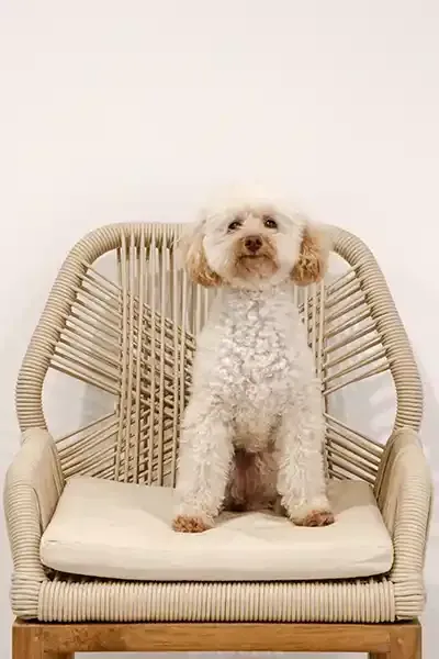 Willow Hudson Office Support Puppy #2 — Huddo's Plumbing Service in Wallalong, NSW