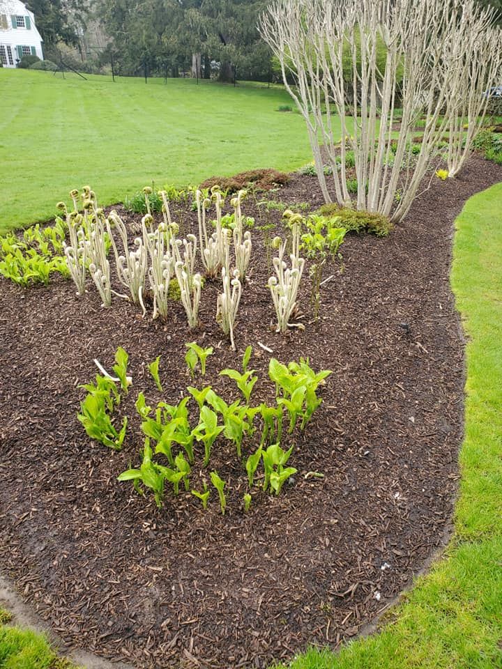 A garden filled with lots of mulch and plants.