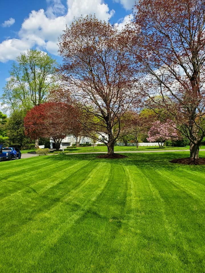 A lush green lawn with trees in the background on a sunny day.