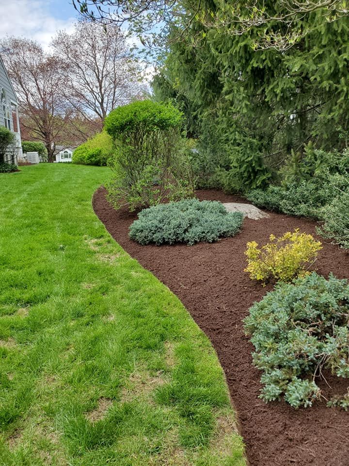 A lush green lawn surrounded by trees and mulch.