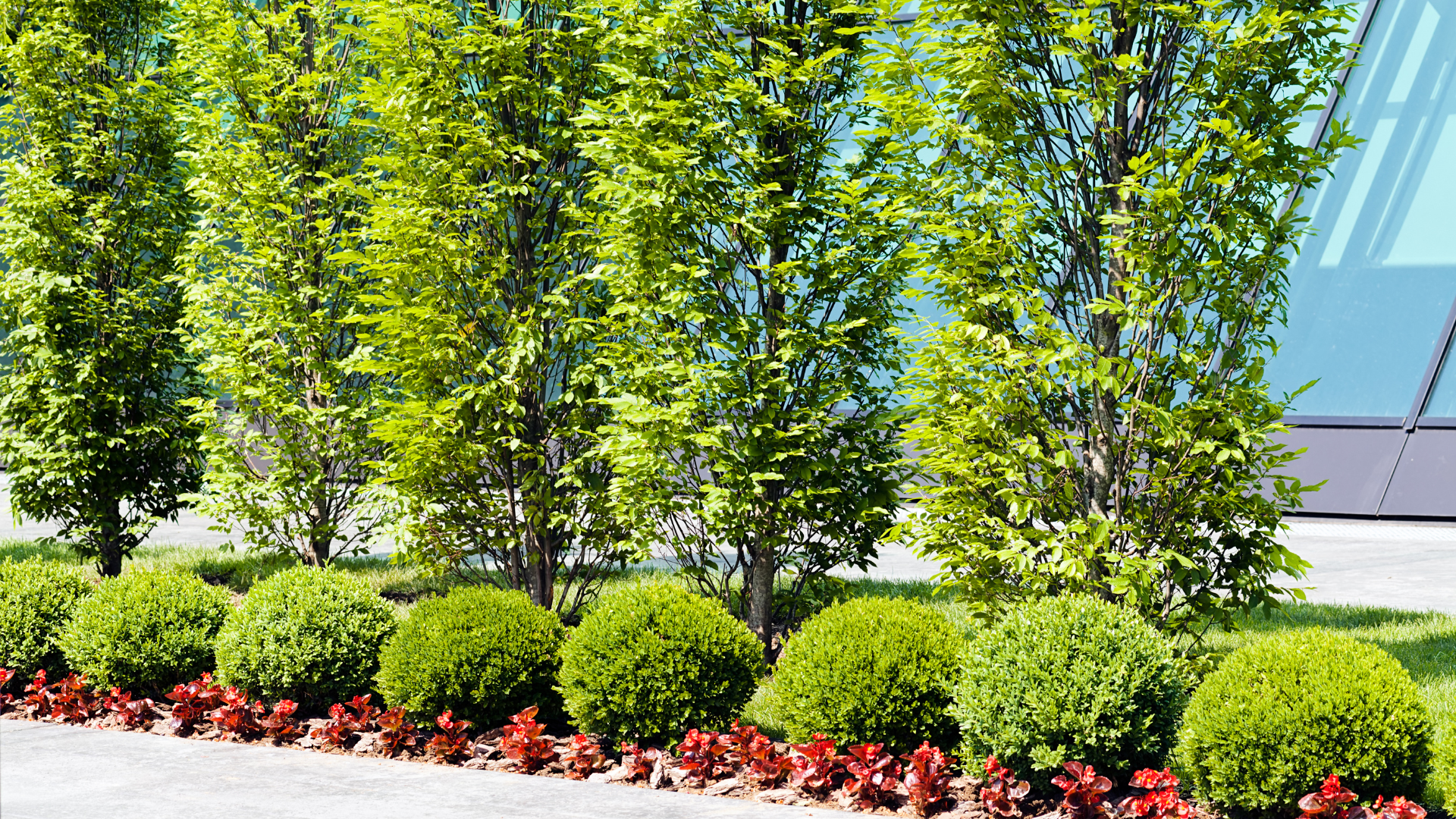 A row of trees and bushes in front of a building.
