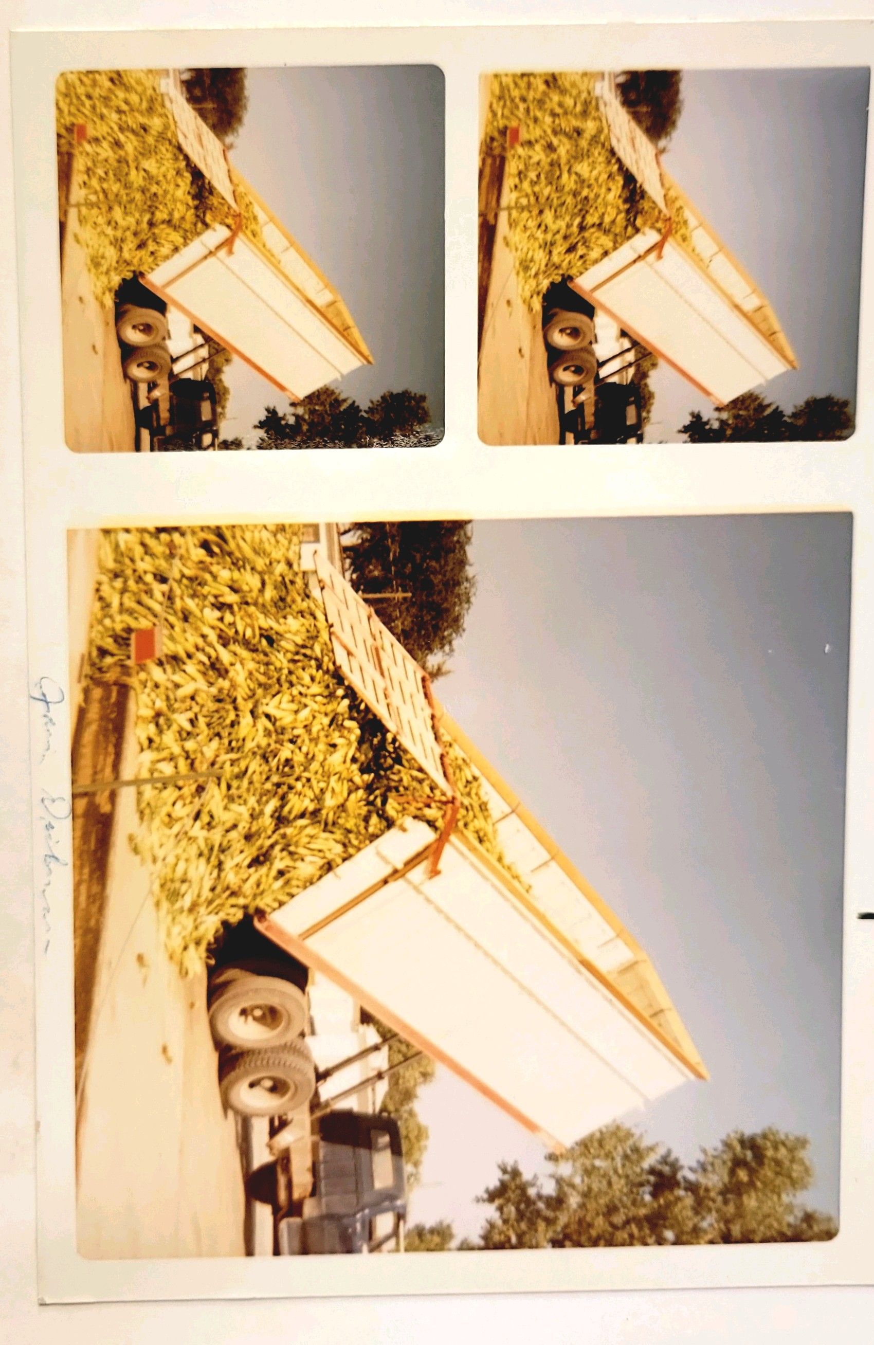 A collage of four pictures shows a tree with flowers growing on it