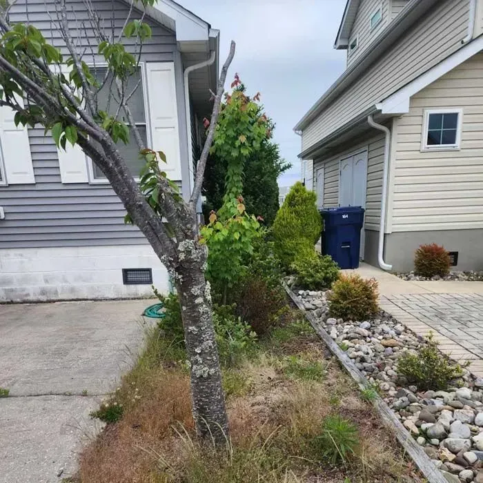 A house with a tree in front of it