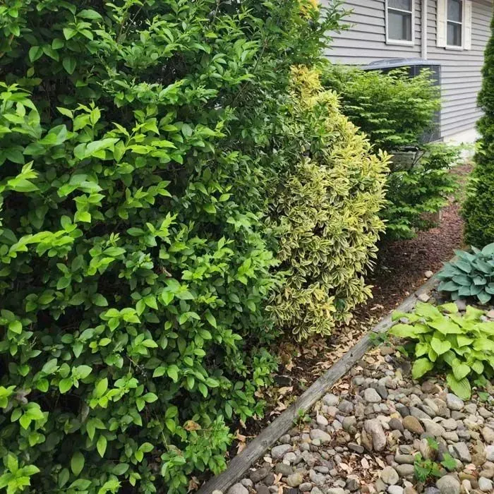 A bush with lots of green leaves is in front of a house