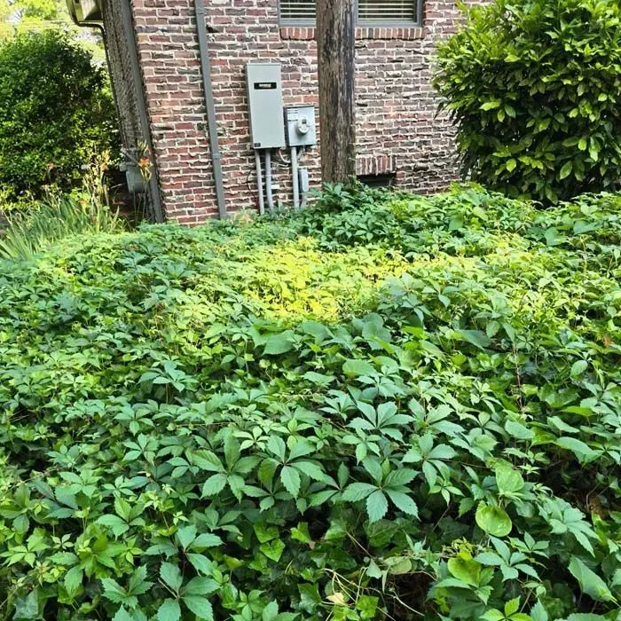 A bunch of green plants are growing in front of a brick building.