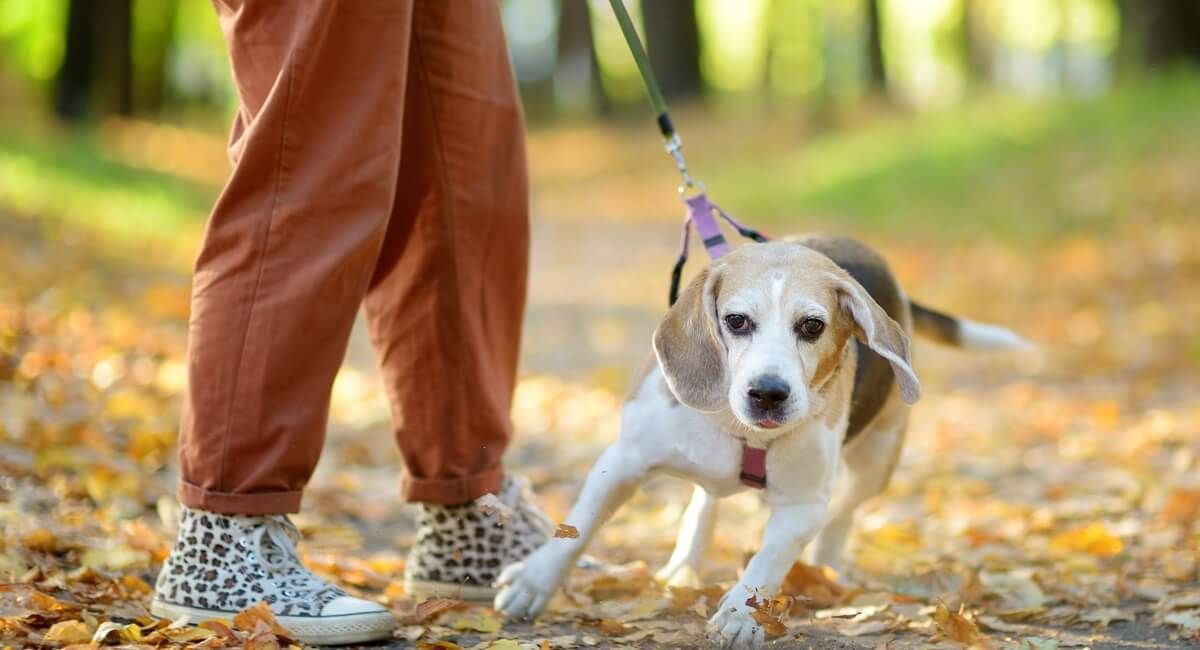 A person is walking a beagle dog on a leash in a park.