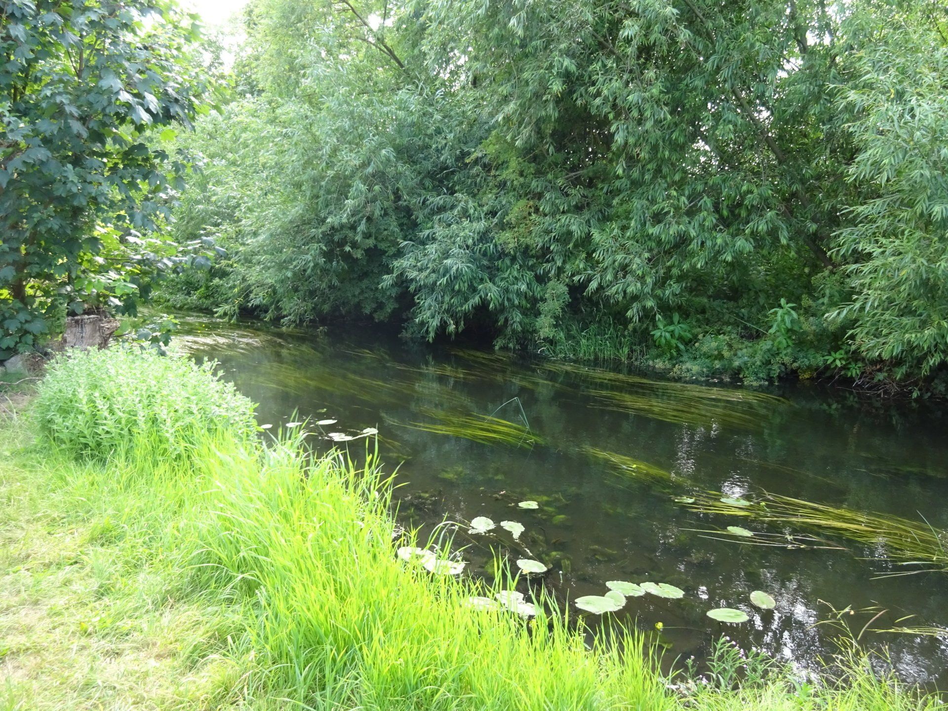 The Colne River, Longford, today