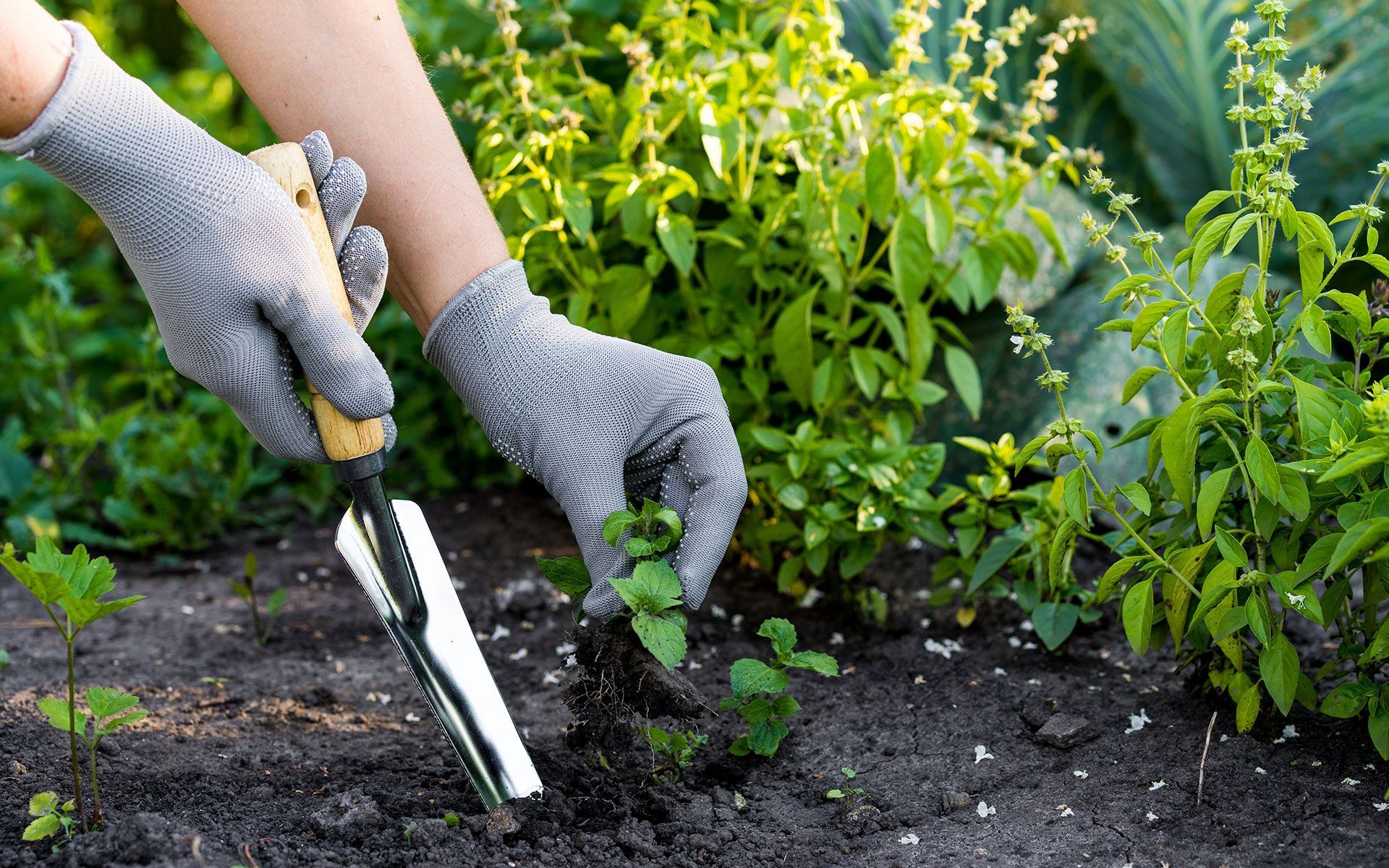 A person in gardening gloves planting a small plant in a garden bed, with a trowel nearby.
