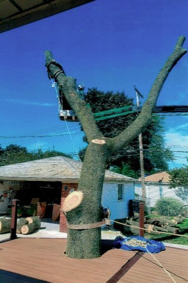 Cutting Large Tree In Deck