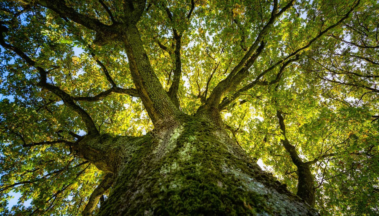 Looking up at a tree with lots of green leaves.