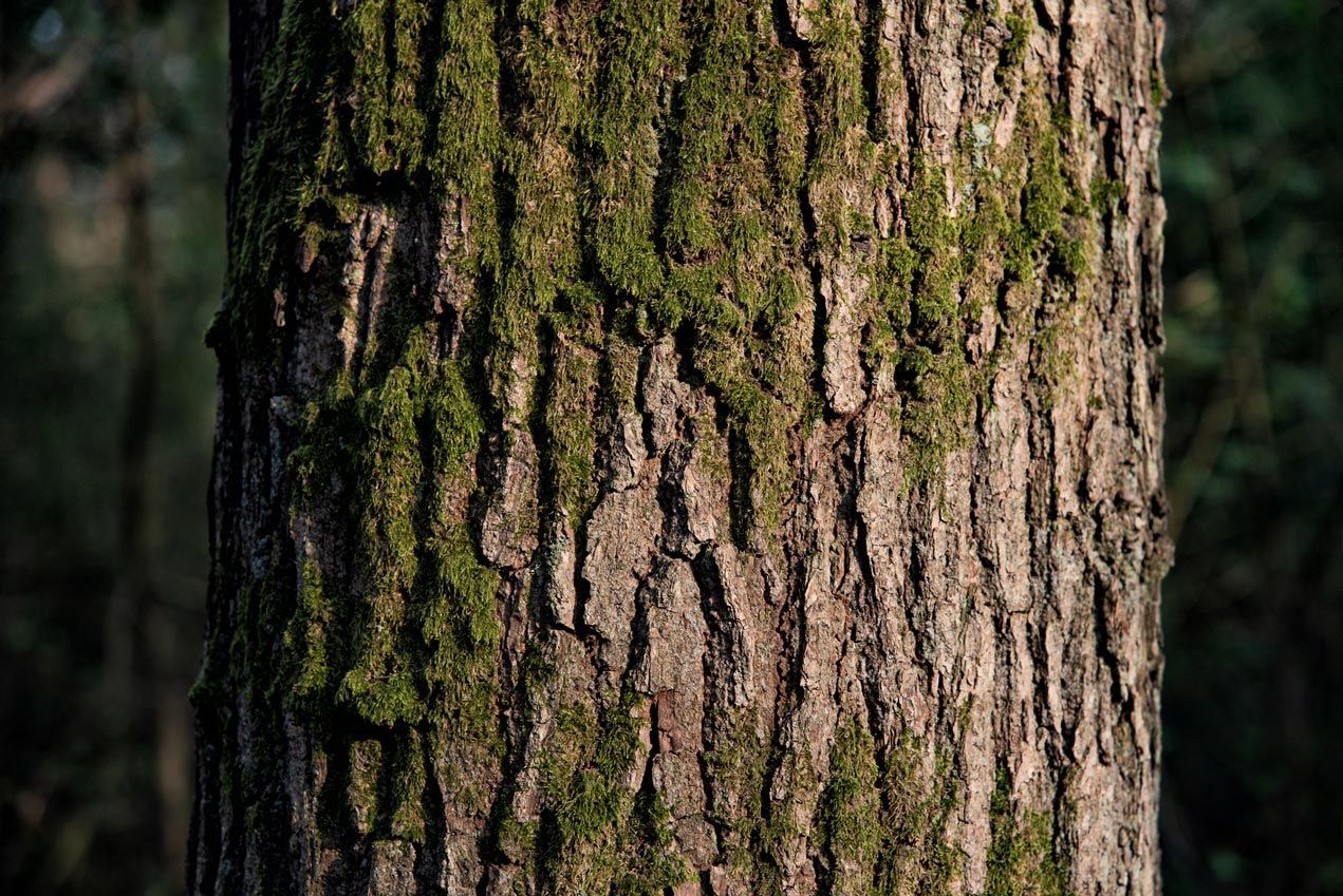 A close up of a tree trunk with moss growing on it.