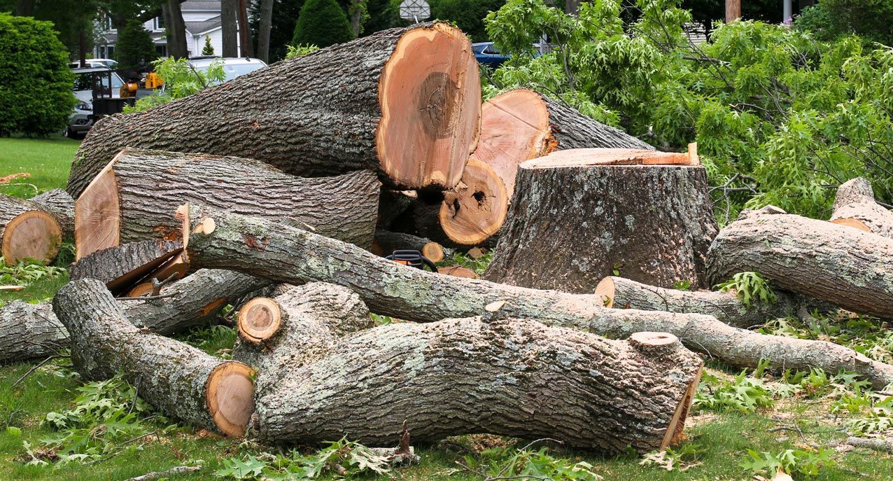 A pile of logs and stump in a yard.