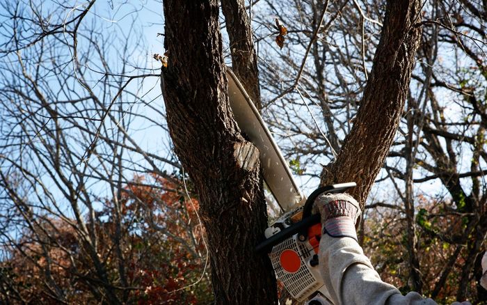 A person is cutting a tree with a chainsaw.