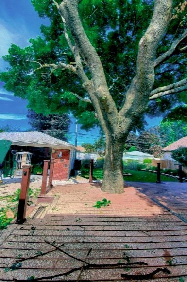 A large tree with lots of branches within deck