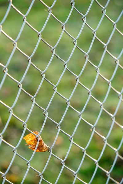 A leaf is hanging from a chain link fence.