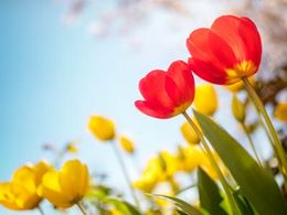 Long Island Cheapest Cremation Send Flowers