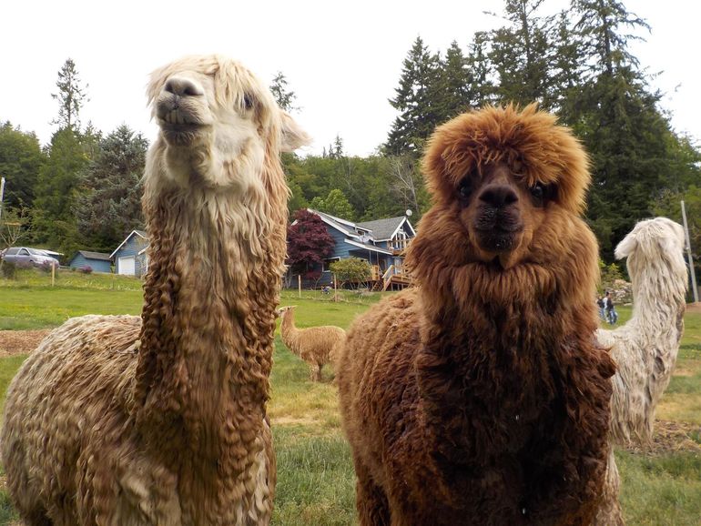 Two alpacas are standing next to each other in a field.