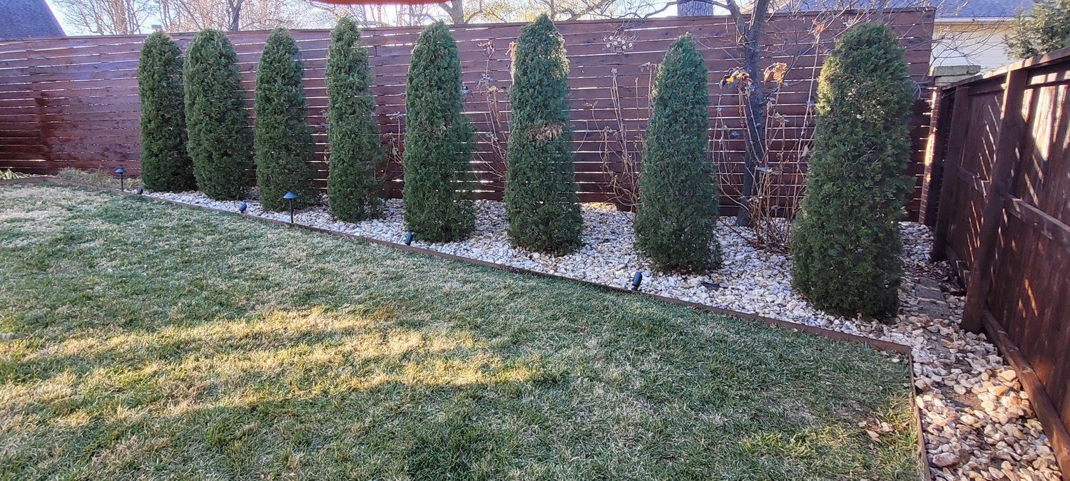 A row of trees in a garden next to a wooden fence.