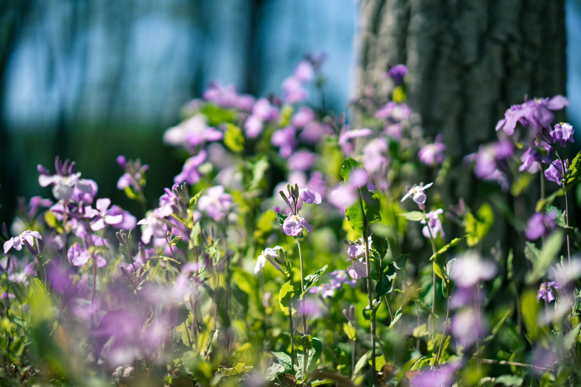 Small purple flowers grow in a sunlit field near a tree trunk, with a soft-focus background of distant trees.