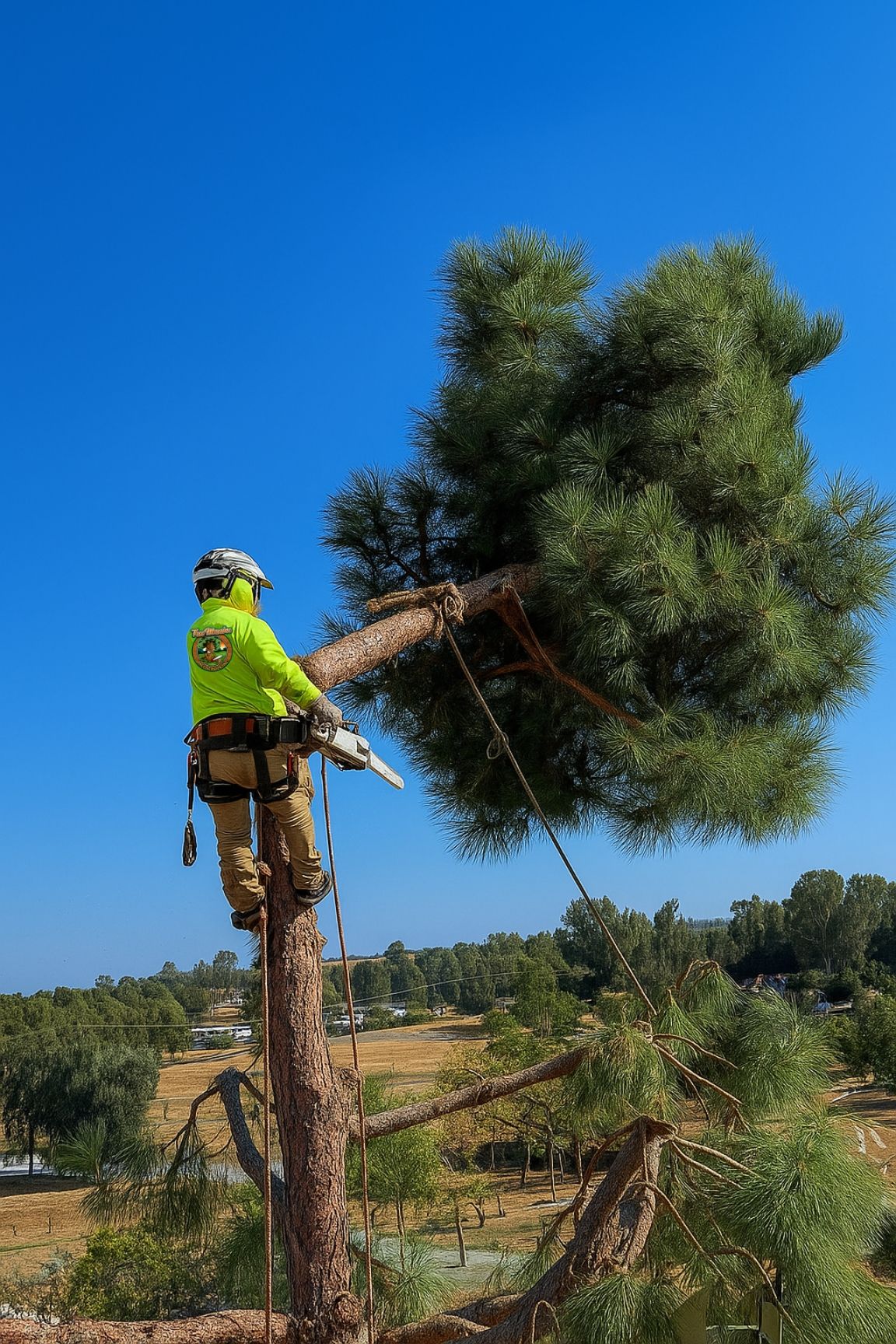 A man is cutting down a tree in front of a house.