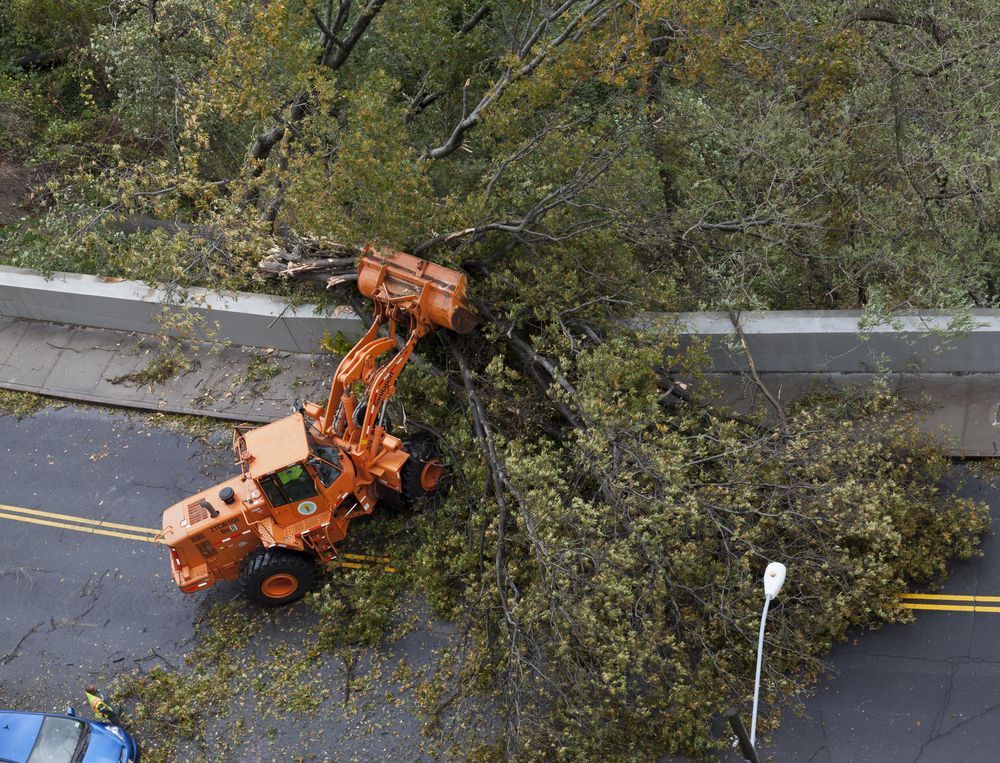 Emergency Crew Clean Up Street — Arborist in Buderim, QLD