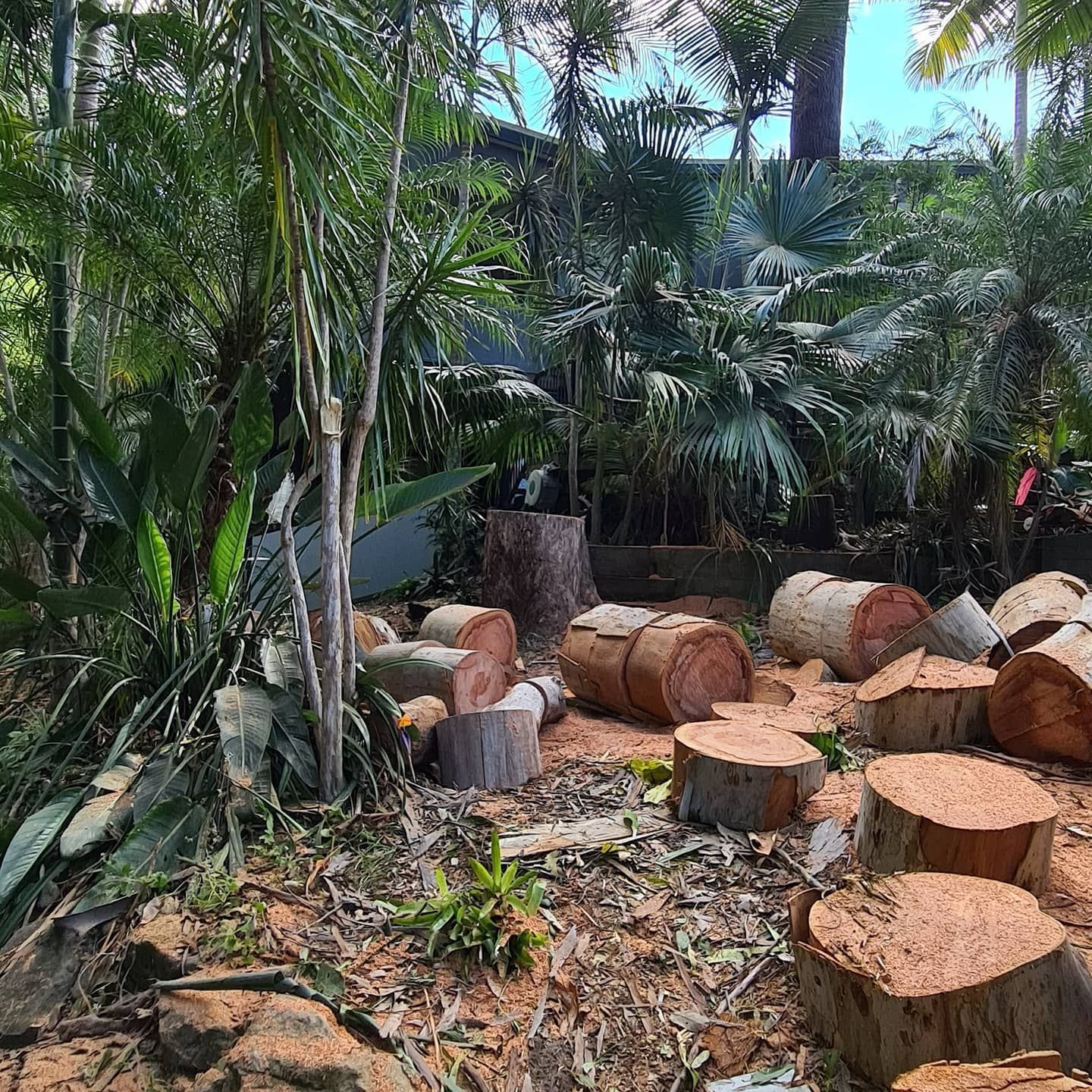 Cutting The Tree — Arborist in Little Mountain, QLD