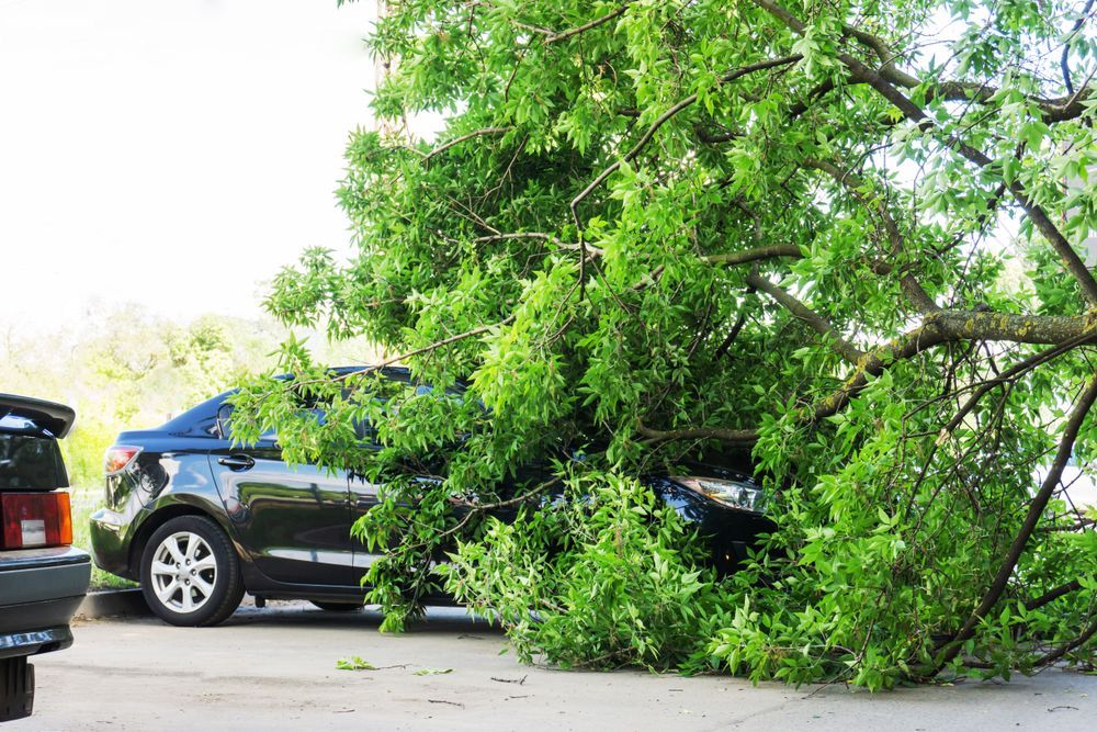 A Tree Fell During Storm — Arborist in Caloundra, QLD
