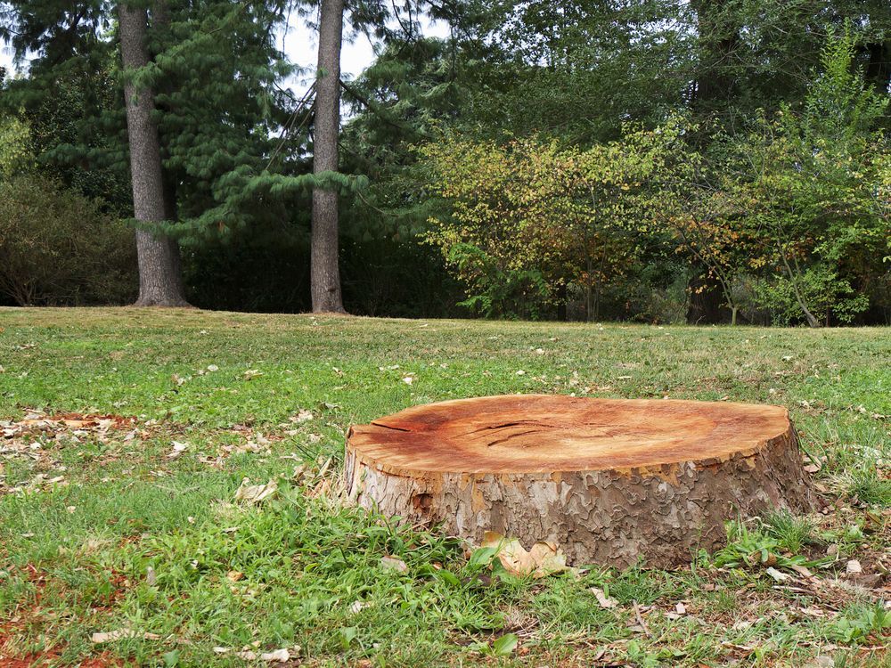 Tree Stump in a Green Forest — Arborist in Bli Bli, QLD
