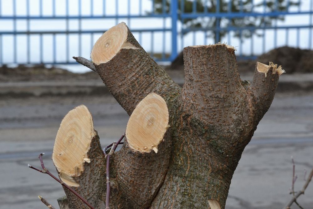 Close Up Photo of Wounds of Sawn Branch — Arborist in Mooloolaba, QLD