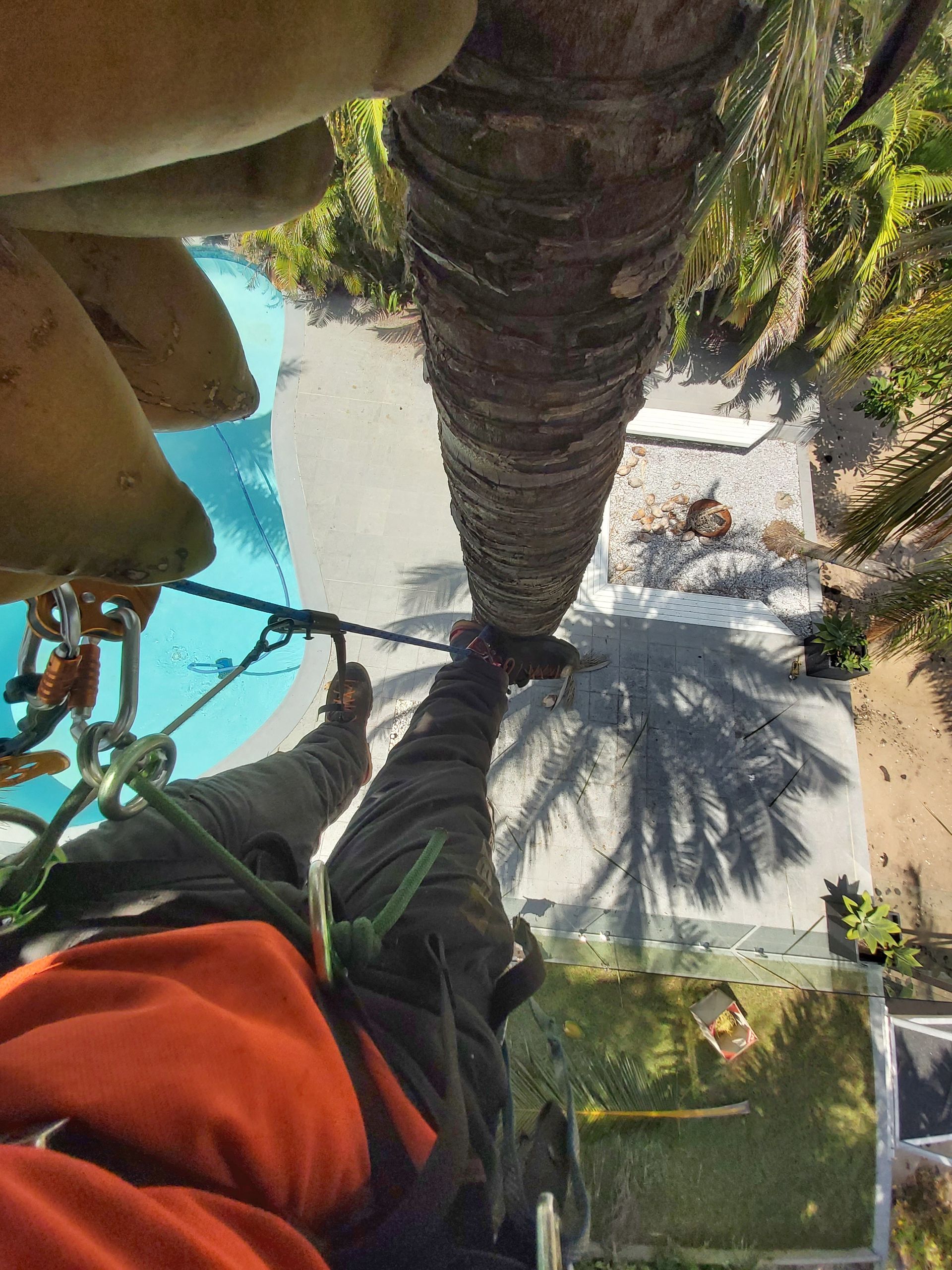 Arborist with safety equipment — Arborist in Little Mountain, QLD