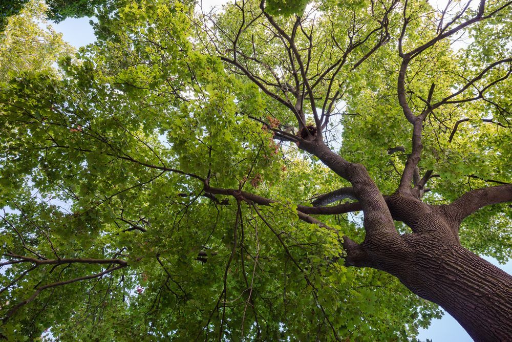 Bottom View of a Crowd of a Huge Green Tree With Nest — Arborist in Chermside, QLD