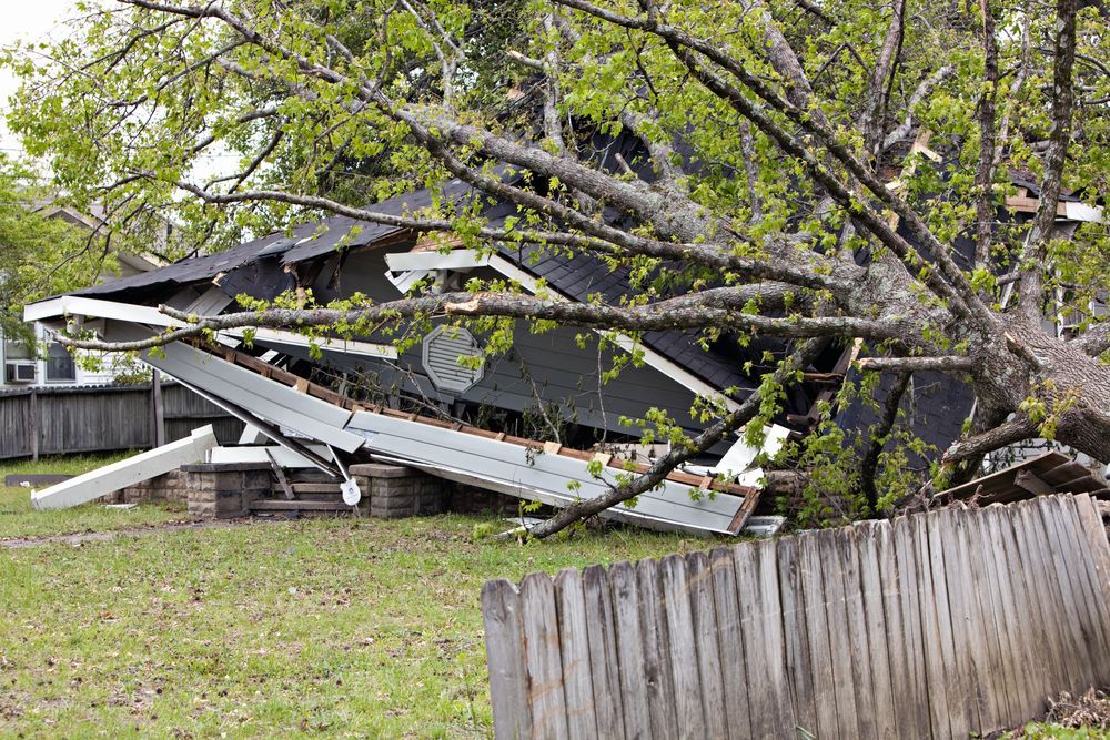Trees Fallen — Arborist in Bli Bli, QLD