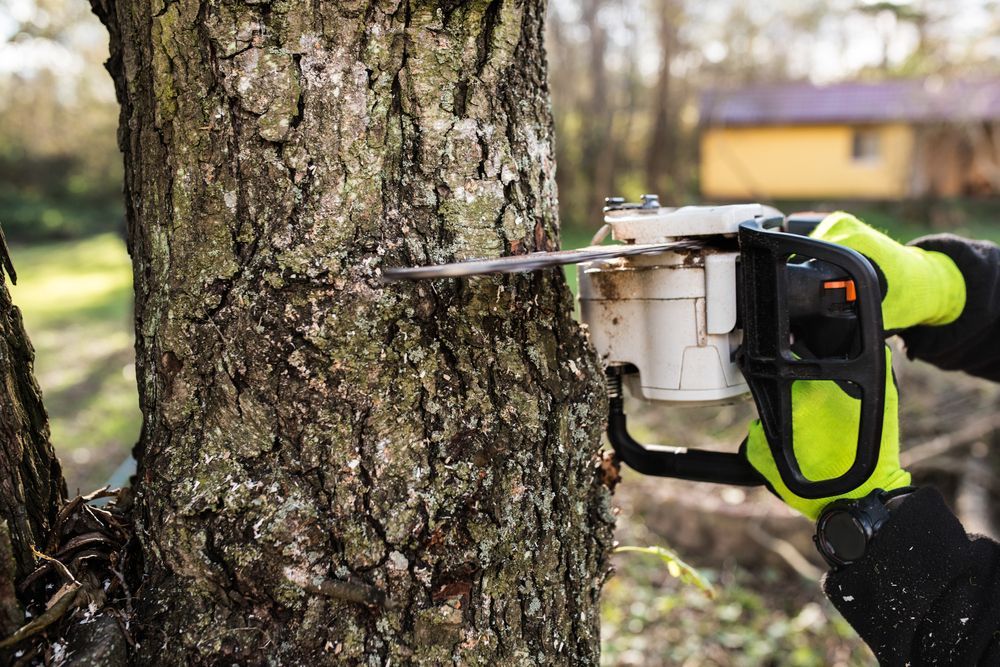 Hands of a Worker Cutting a Tree — Arborist in Cooroy, QLD