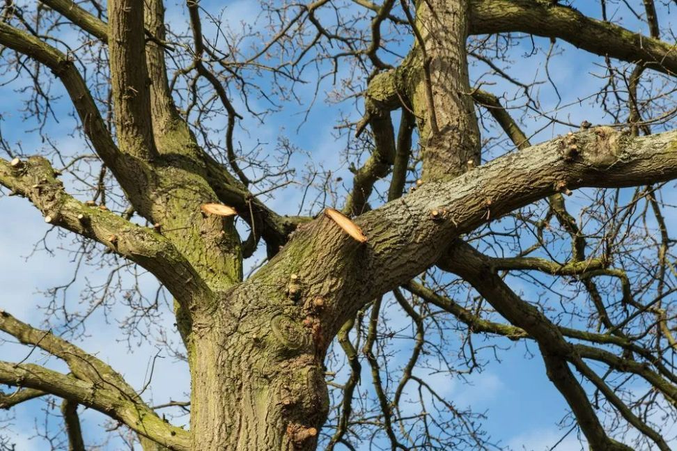 Close-up of a tree with several branches pruned back against a blue sky.