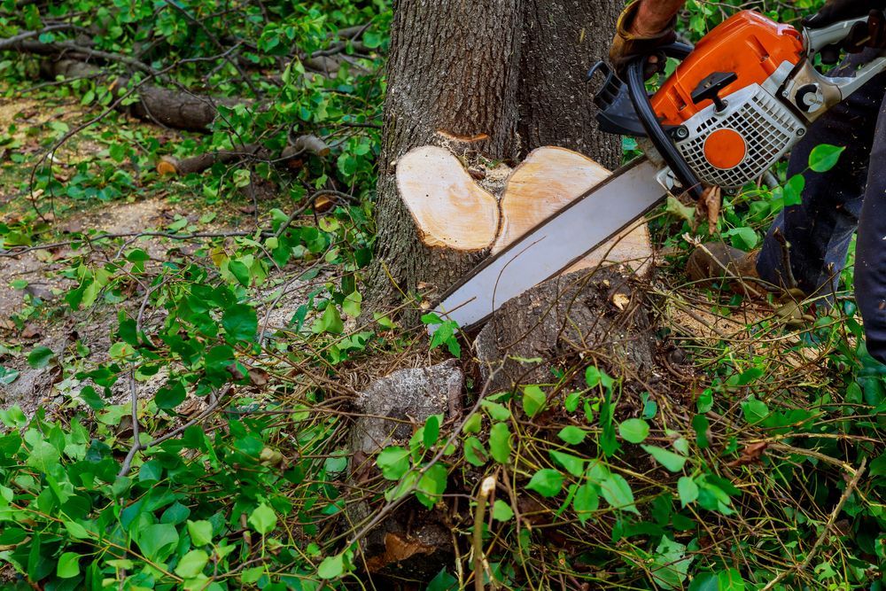 Man Cuts Tree Chainsaw — Arborist in Nambour, QLD