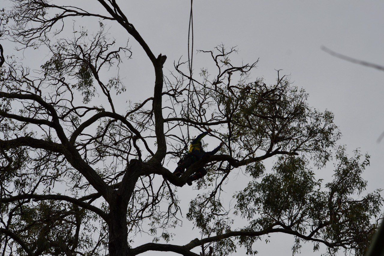 arborist on duty