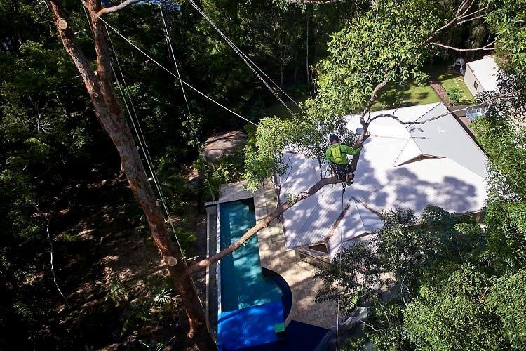 Woodcutter in Action — Arborist in Coolum , QLD