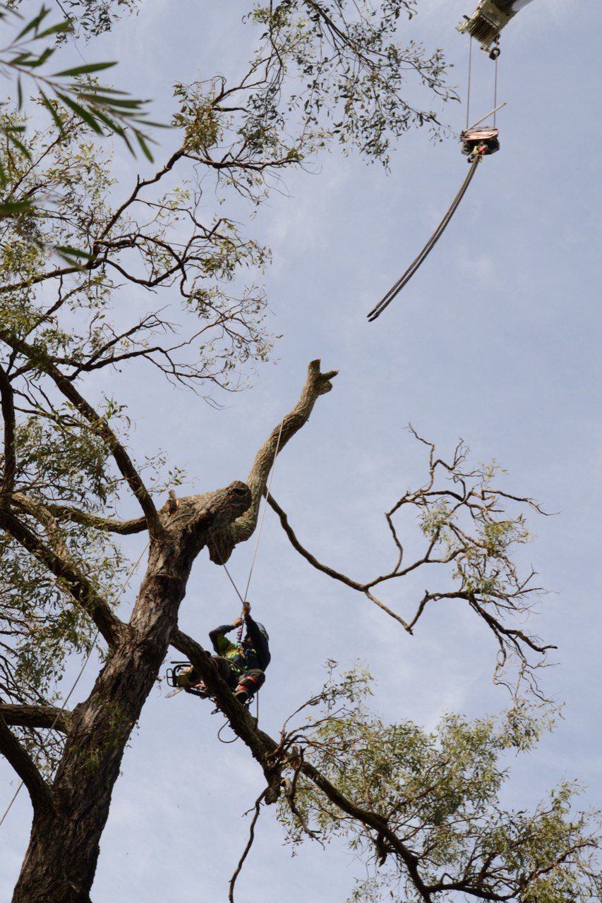 arborist working on a tree