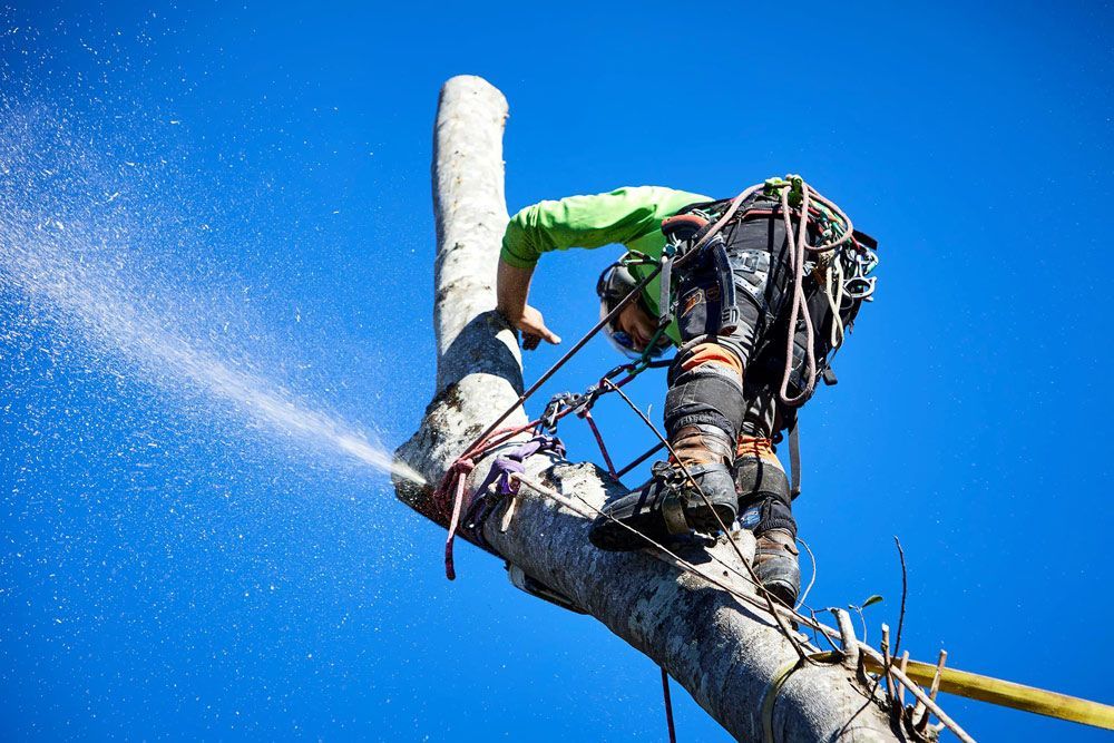 A Professional Tree Removal