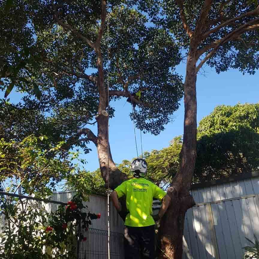 An Arborist Doing A Tree Risk Assessment