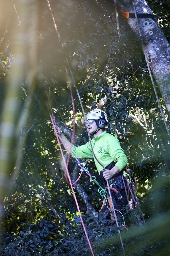 Arborist at the bottom of the tree — Arborist in Coolum , QLD