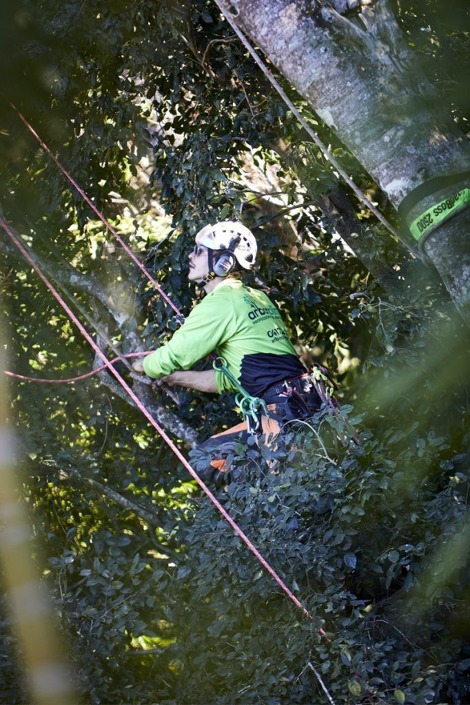 Arborist n the tree — Arborist in Tewantin, QLD