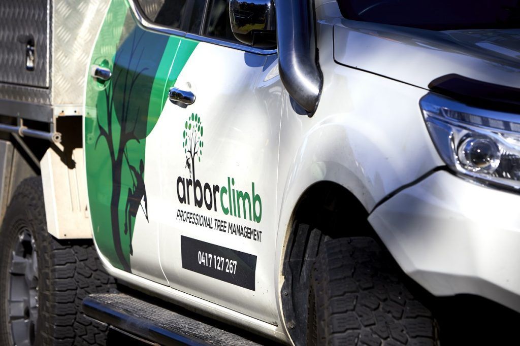 Trees — Arborist in Little Mountain, QLD