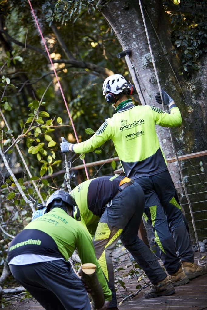 Arborists putting on safety gear — Arborist in Nambour, QLD