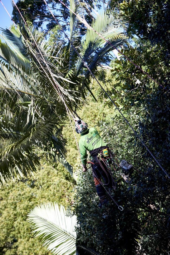 Tree on a Green Grass — Arborist in Caloundra, QLD