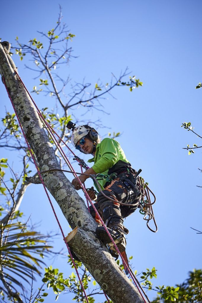 Arborist checking out the tree — Arborist in Buderim, QLD