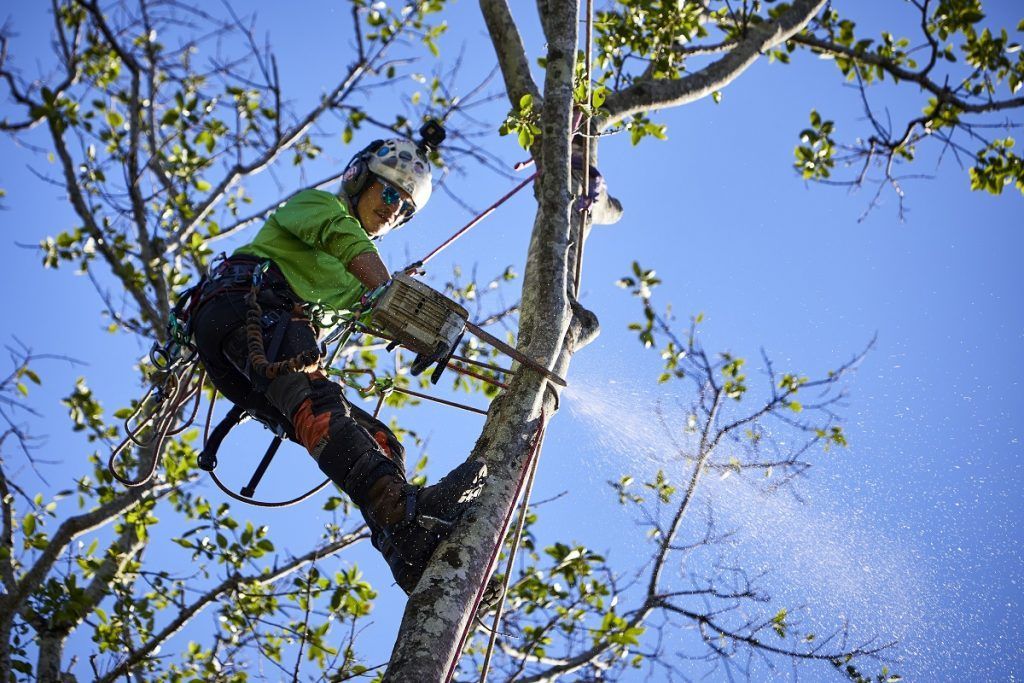 An arborist is high up in a tree, trimming a small limb while sawdust is flying through the air.