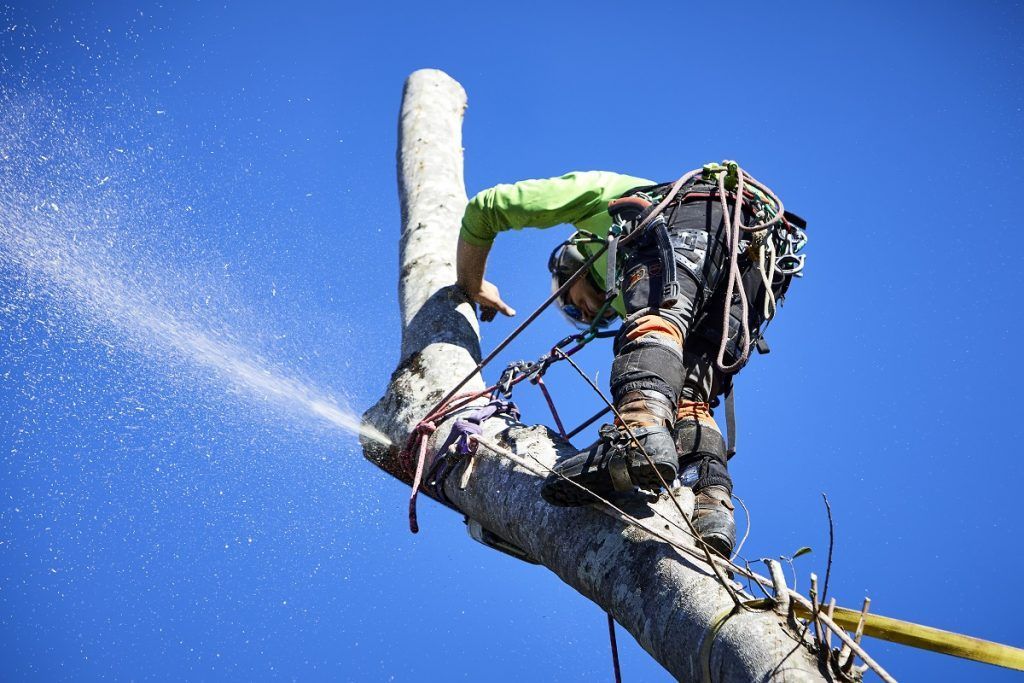 Arborist in a Tree With Rope — Arborist in Caloundra, QLD