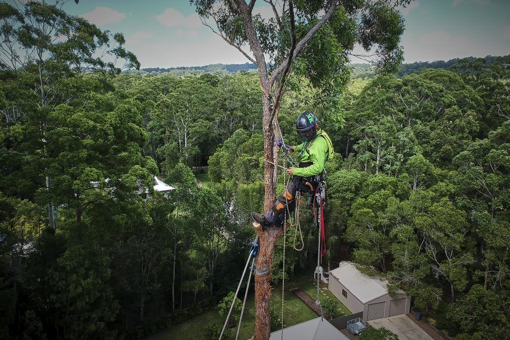 A Tree is Cut Down Into Slices  — Arborist in Bli Bli, QLD